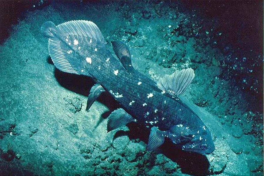 拉蒂邁魚Latimeria chalumnae，南海無分布。動物“活化石”之一的拉蒂邁魚，屬肉鰭魚類，其胸、腹、臀鰭和第二背鰭是肉質的，四足動物的四肢便由這些魚鰭演化而來。