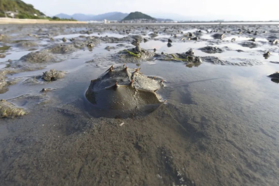 中國鱟Tachypleus tridentatus  南海有分布